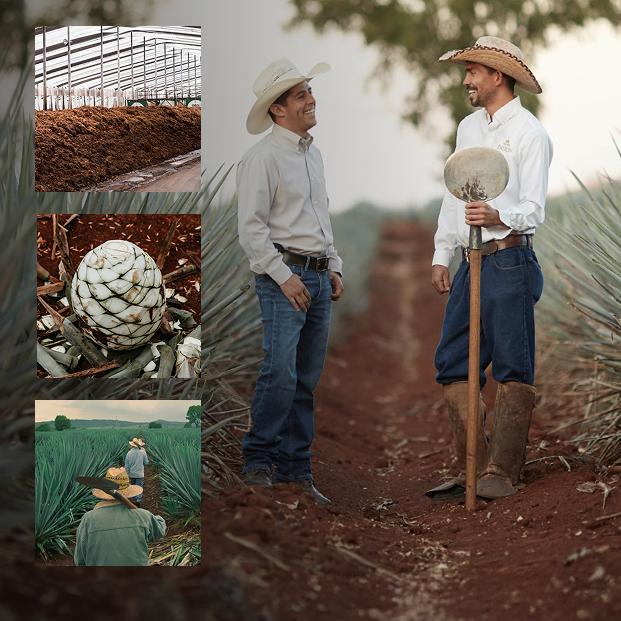 Fizzy Peachtree Image